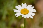 Beautiful HD Daisy Pictures Desktop Wallpaper