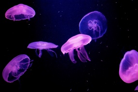 HD jellyfish pictures computer desktop wallpaper