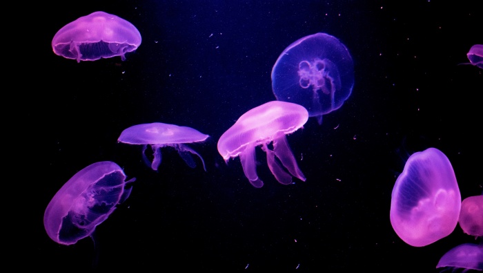 HD jellyfish pictures computer desktop wallpaper
