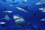 海洋世界水族馆图片桌面壁纸