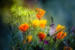 Beautiful spring flowers pictures desktop wallpaper