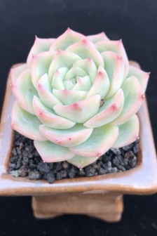 Crystal rose succulent pictures