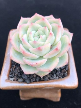 水晶玫瑰多肉圖片