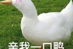 亲我一口鸭