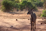 Waterbuck material picture desktop wallpaper