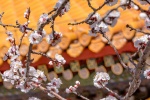 Beautiful apricot blossom scenery pictures