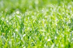 HD green grass natural scenery wallpaper