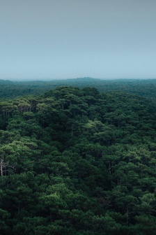 Nature forest scenery mobile wallpaper