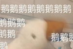 鹅鹅鹅鹅鹅鹅鹅...