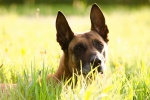 Belgian Malinois Dog Pictures