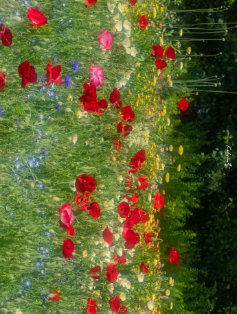 春日满园清新花朵手机壁纸