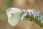 Beautiful butterfly pictures desktop wallpaper