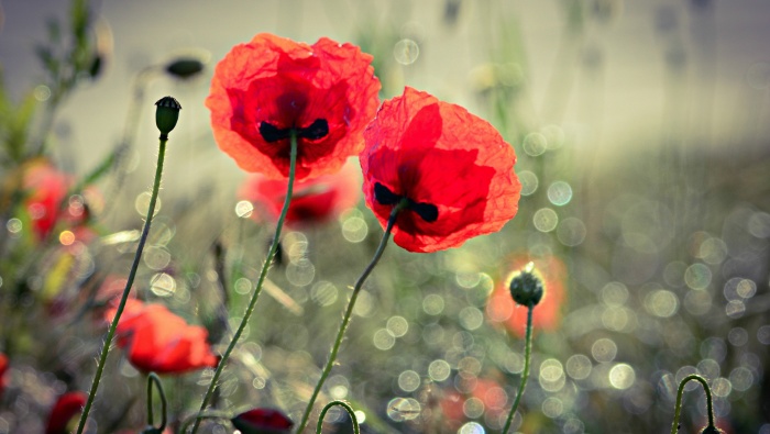 HD poppy flower pictures desktop wallpaper