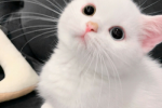 Pictures of avatars of small animals that are sand sculptures but very healing.