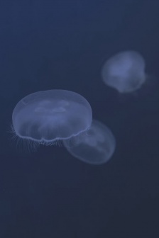 Jellyfish deep HD mobile wallpaper