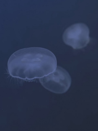 水母深沉高清手机壁纸