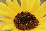 Sunflower sunflower mobile wallpaper