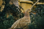 Beautiful pheasant pictures