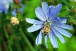 HD wild chicory pictures desktop wallpaper