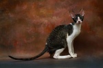 Cornish Rex Cat Pictures