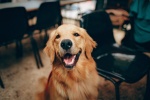 Golden Retriever Pictures