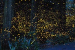 Xishuangbanna firefly night scene pictures