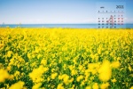 2021年4月清新護眼油菜花桌麵日曆壁紙