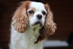 King Charles Spaniel Pictures