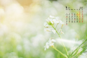 January 2022 fresh and elegant flowers calendar wallpaper