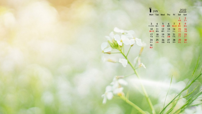 2022年1月清新淡雅花朵日历壁纸