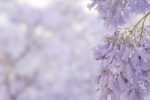 Jacaranda beautiful healing wallpaper