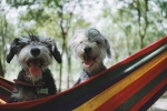 Cute and cute Schnauzer pictures