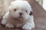 Cute puppy pictures desktop wallpaper