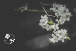 Spring Equinox Beautiful Flowers Pictures Desktop Wallpaper