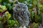 owl