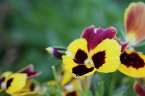 HD pansy pictures desktop wallpaper