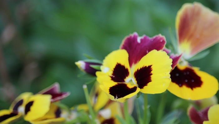 HD pansy pictures desktop wallpaper