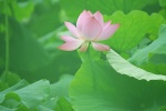 Lotus blooming in the pond picture desktop wallpaper