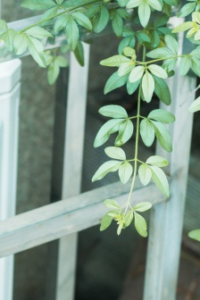 護眼綠色小清新手機壁紙