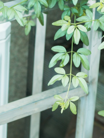 護眼綠色小清新手機壁紙