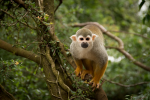 Squirrel monkey pictures