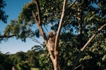 Cute koala pictures