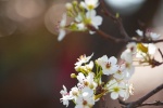 Spring pear blossom pictures
