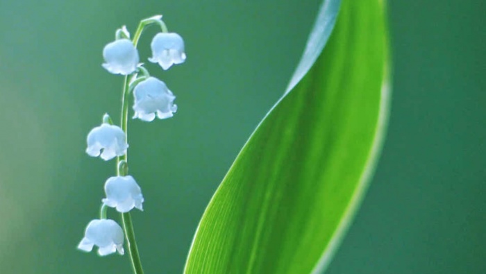 Spring is coming, beautiful scenery pictures wallpaper