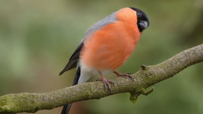 HD bullfinch pictures desktop wallpaper