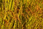 HD rice picture desktop wallpaper