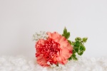 Mother's Day beautiful carnation flowers pictures desktop wallpaper