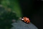 Bright ladybug pictures