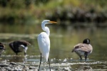 egret pictures birds egret pictures