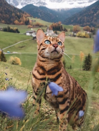 Daily cat caressing cute kitten mobile wallpaper